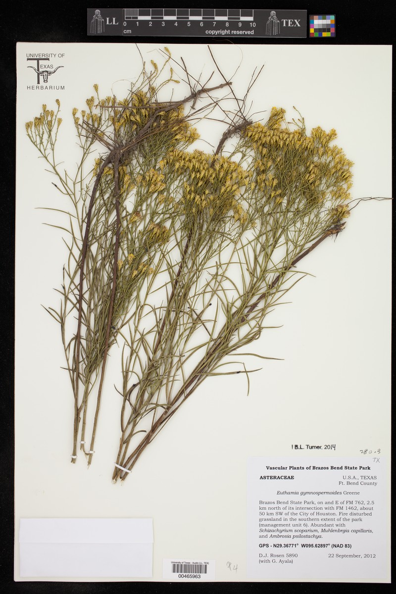 Euthamia pulverulenta photo 2
