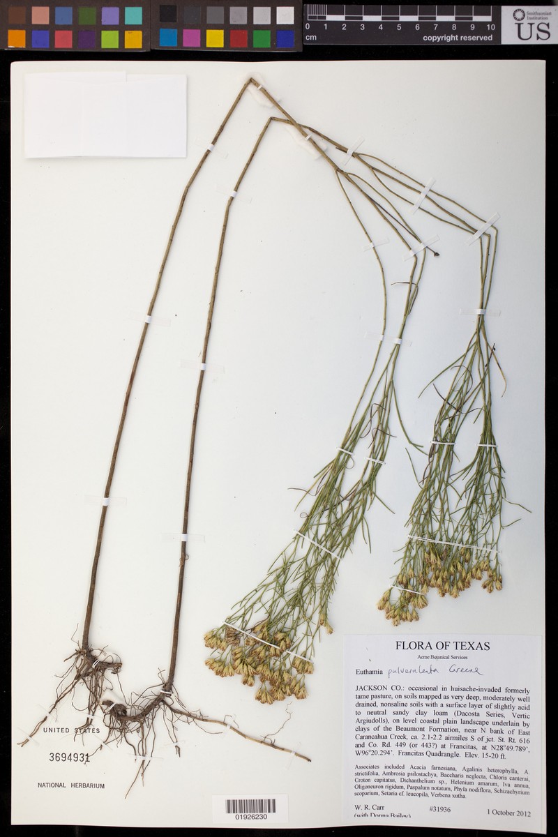 Euthamia pulverulenta