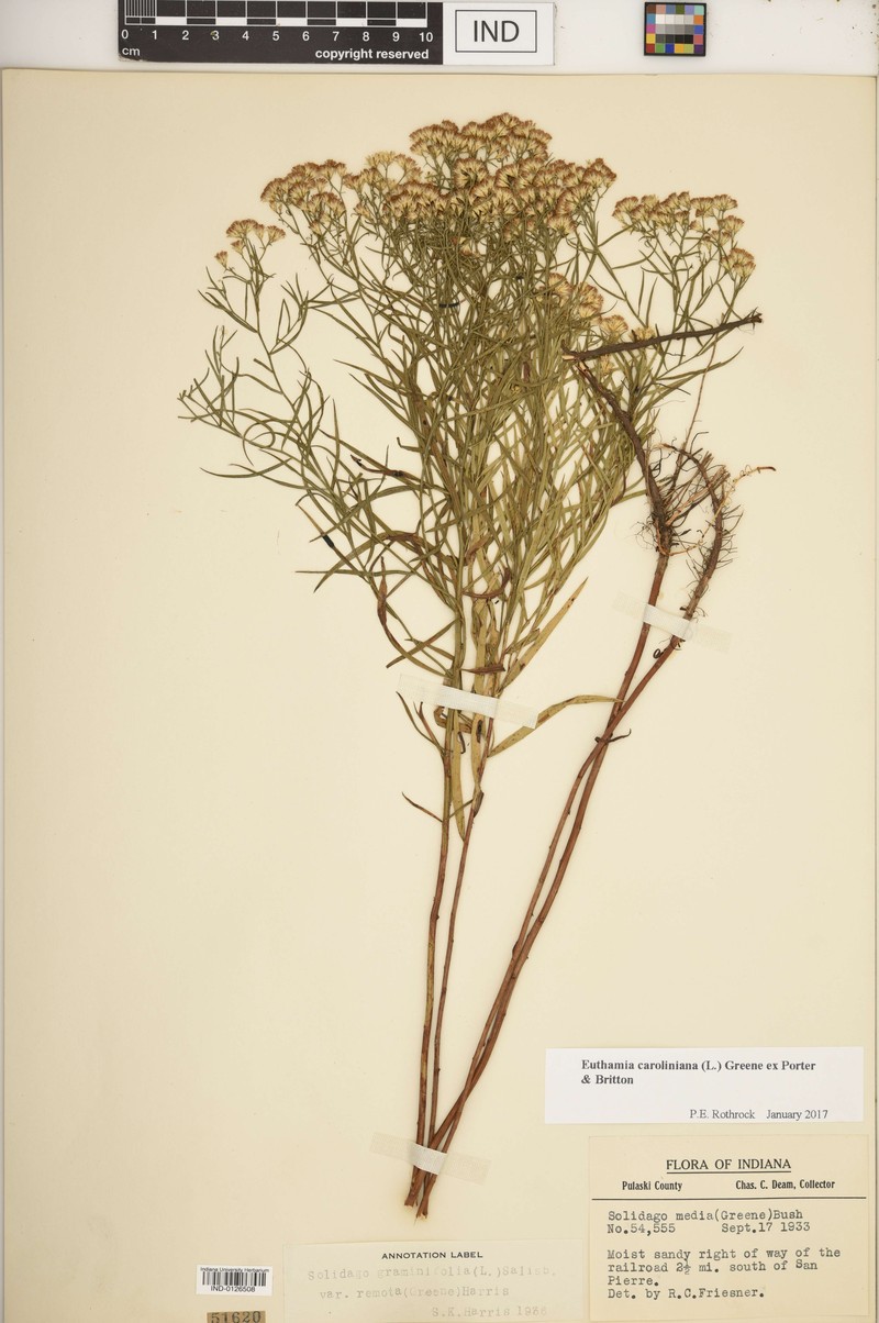 Euthamia remota