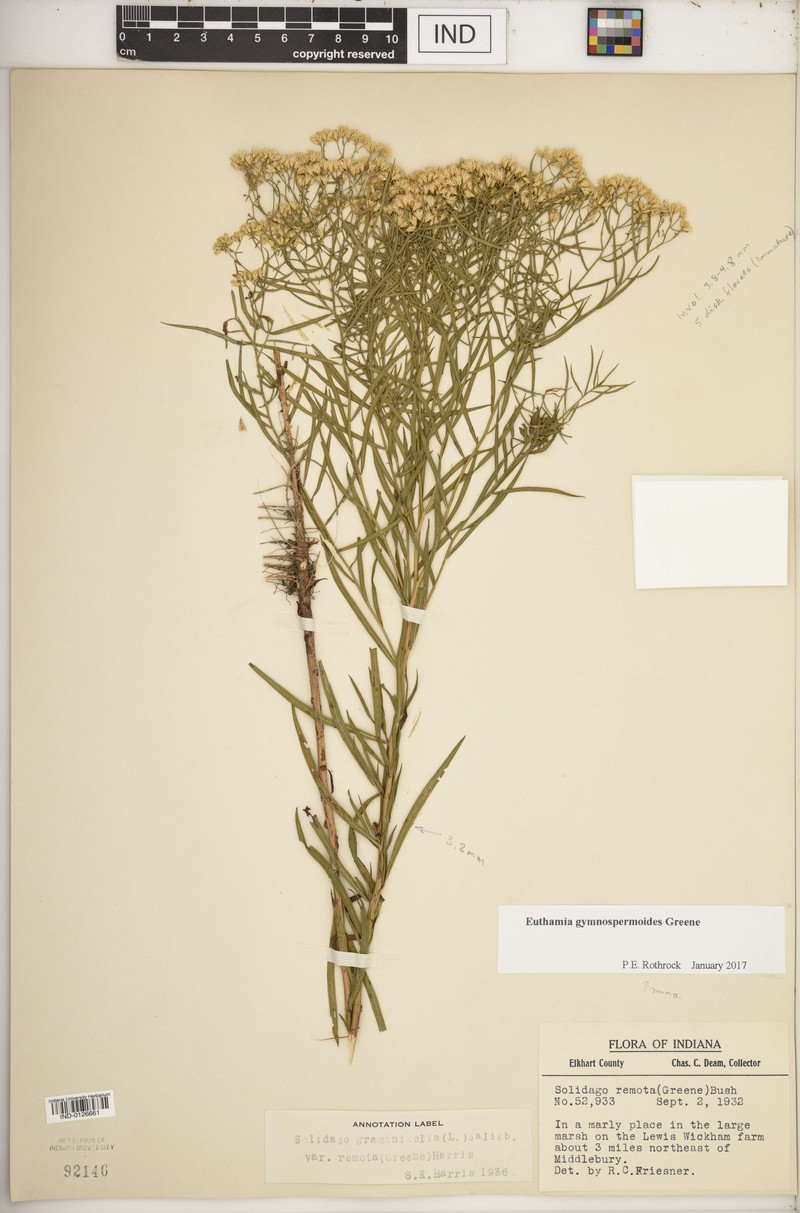 Euthamia remota photo 2