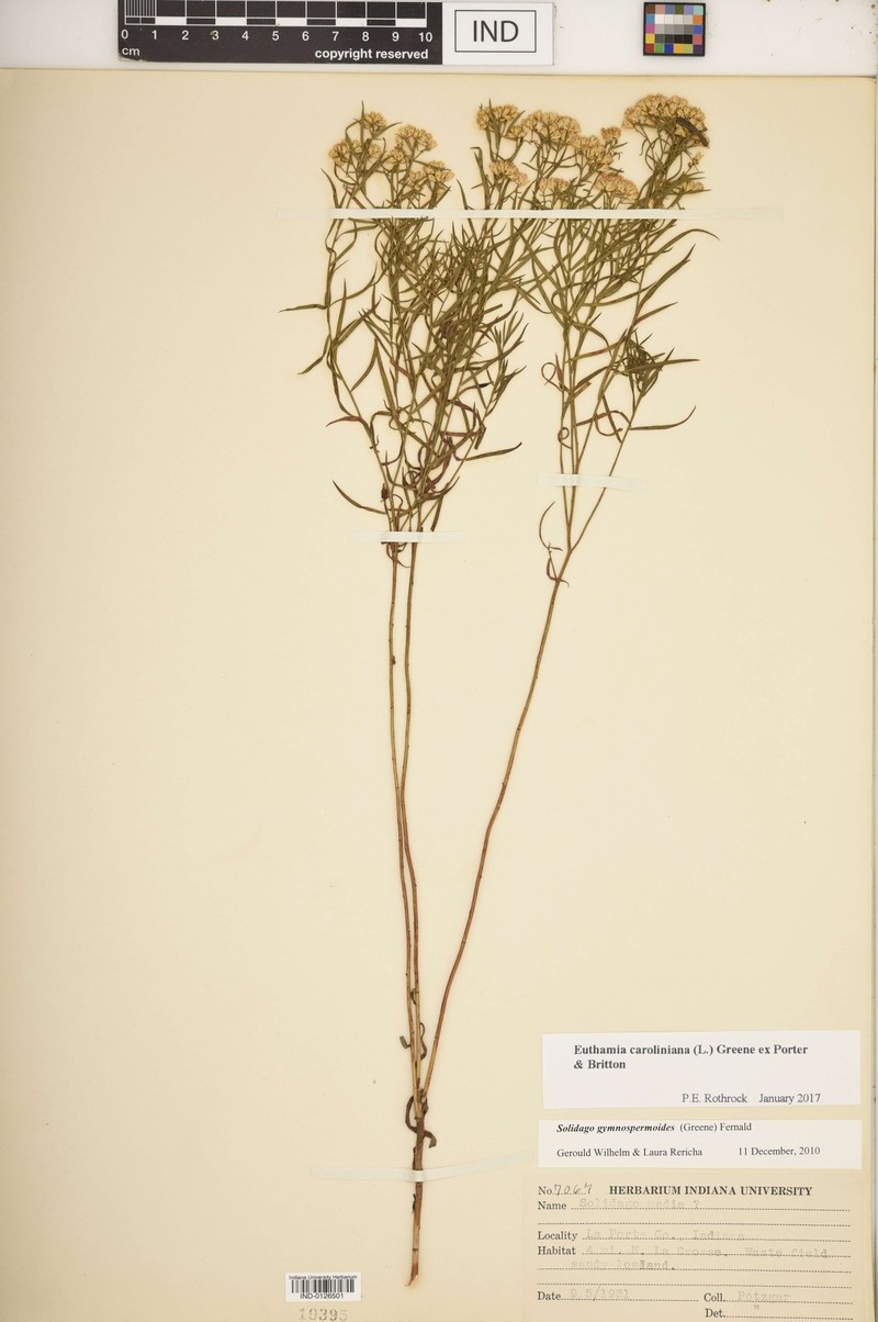 Euthamia remota photo 3