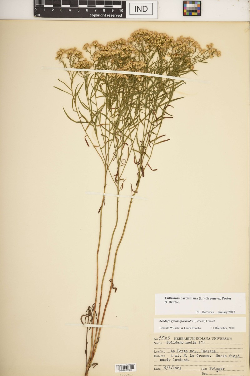 Euthamia remota photo 4