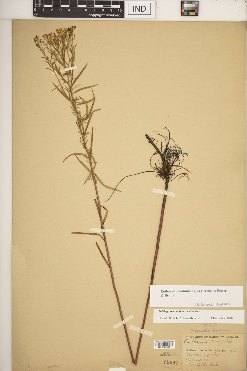 Euthamia remota photo 5