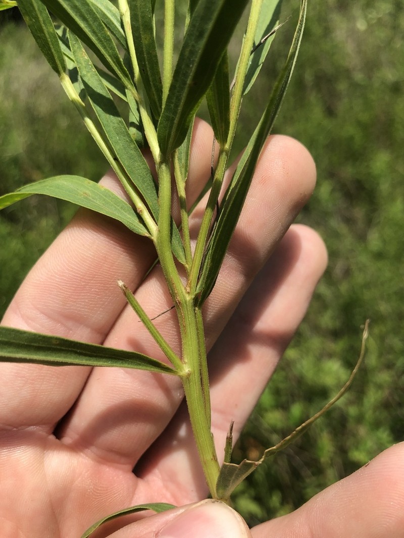 Euthamia scabra