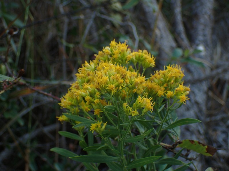 Euthamia scabra photo 2