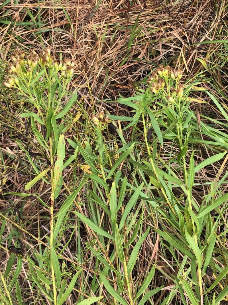 Euthamia scabra photo 3