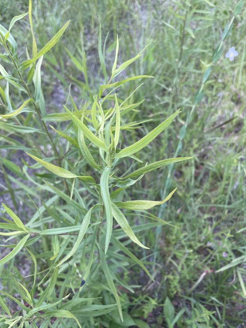 Euthamia scabra photo 4