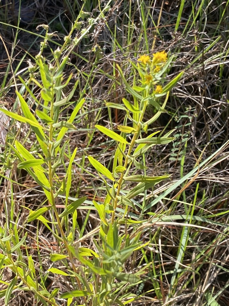 Euthamia scabra photo 5