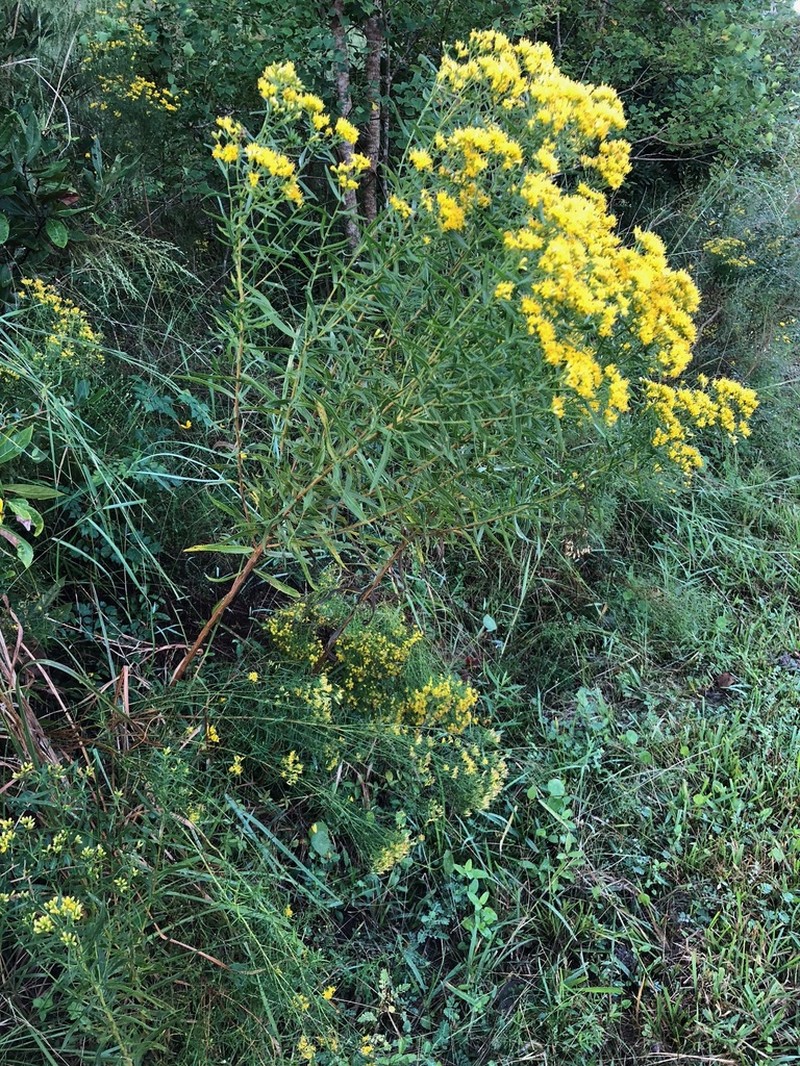 Euthamia scabra photo 6