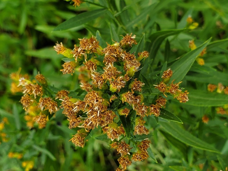 Euthamia scabra photo 8
