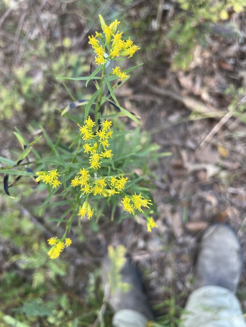 Euthamia weakleyi