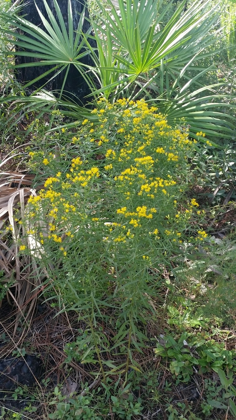 Euthamia weakleyi photo 2