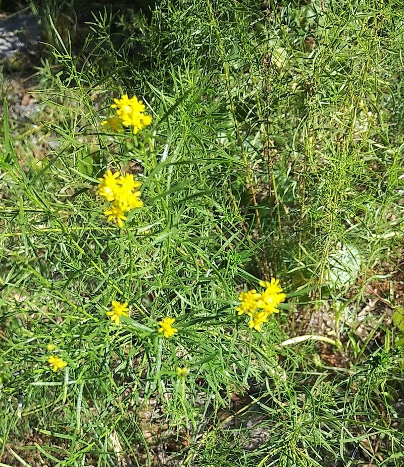Euthamia weakleyi photo 3