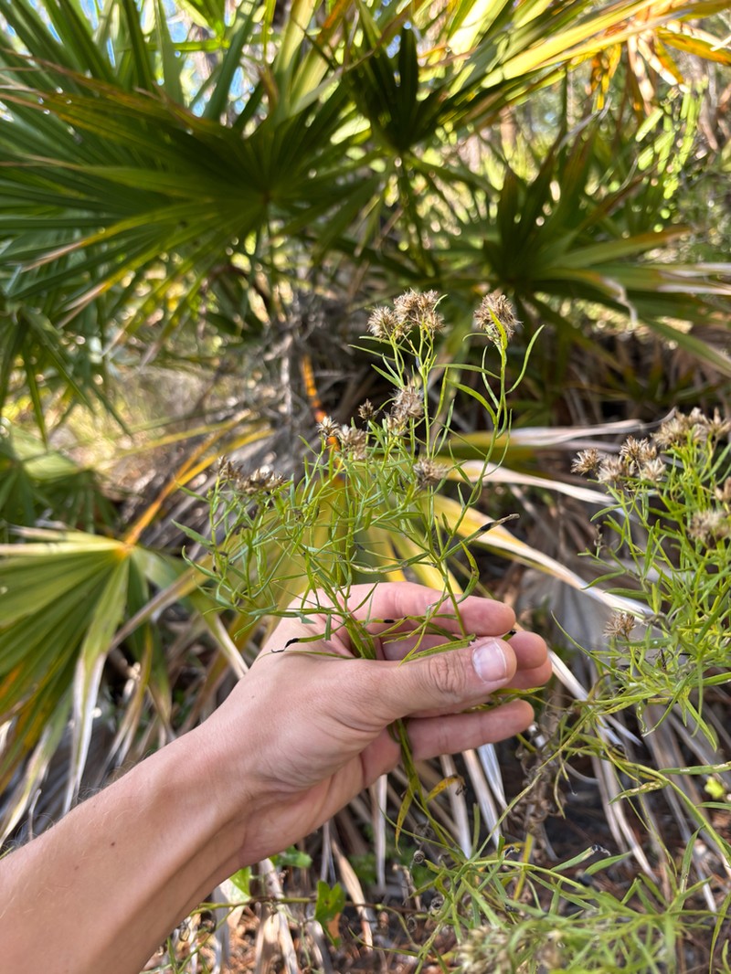 Euthamia weakleyi photo 4
