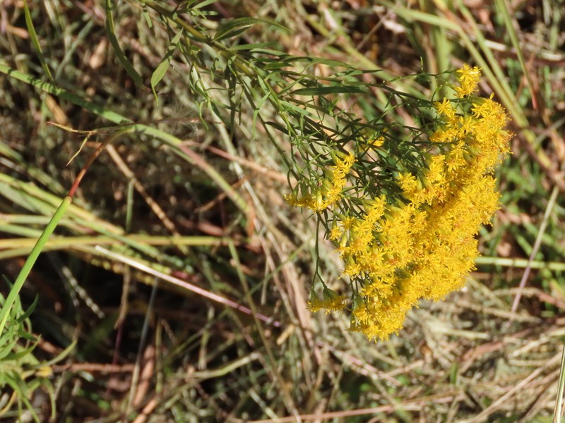 Euthamia weakleyi photo 5