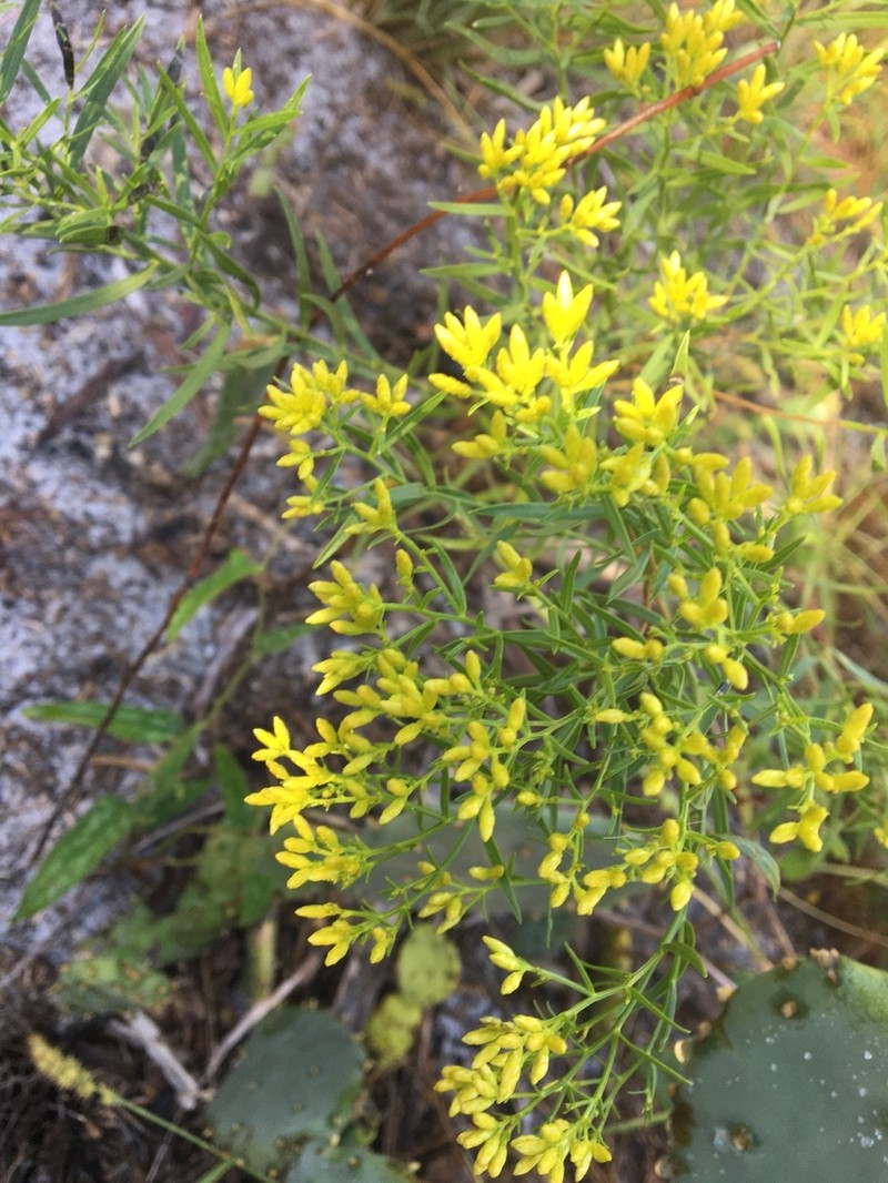 Euthamia weakleyi photo 6