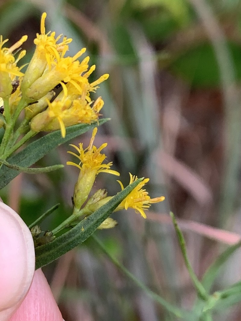 Euthamia weakleyi photo 7