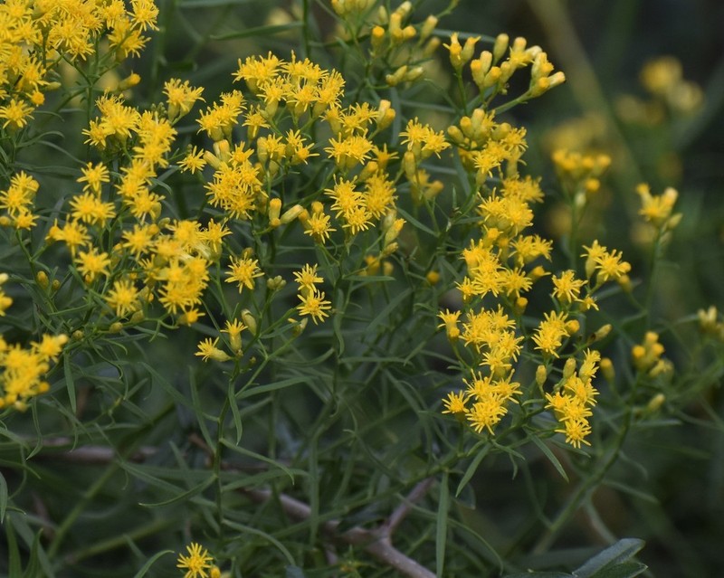 Euthamia weakleyi photo 8
