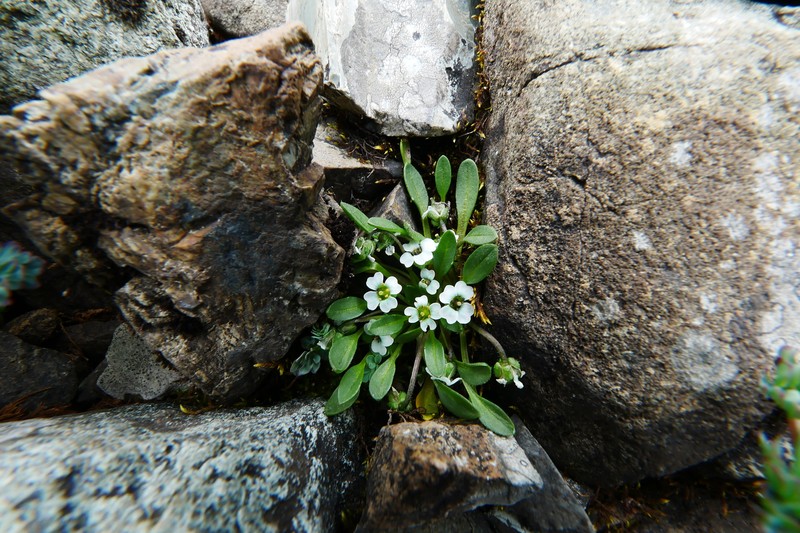 Eutrema angustiseptatum photo 3