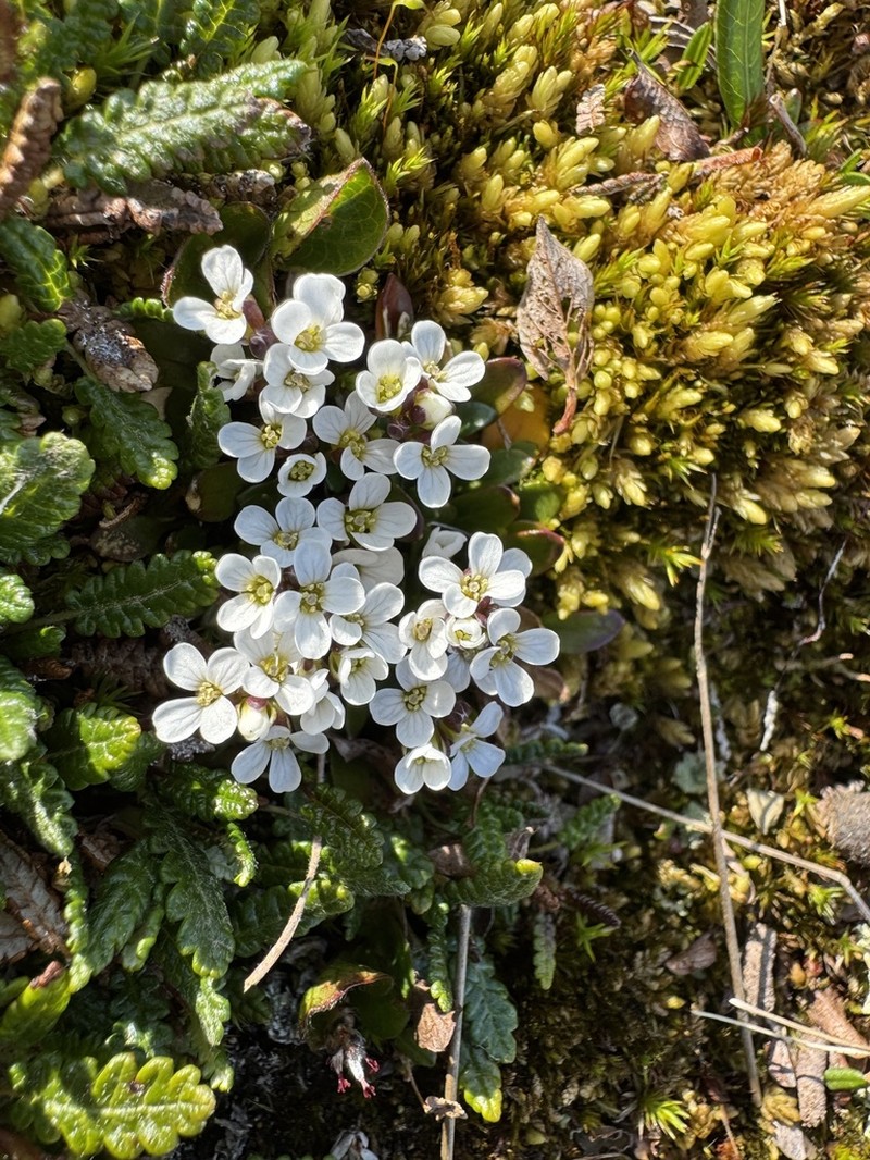 Edwards' Mock Wallflower photo 4