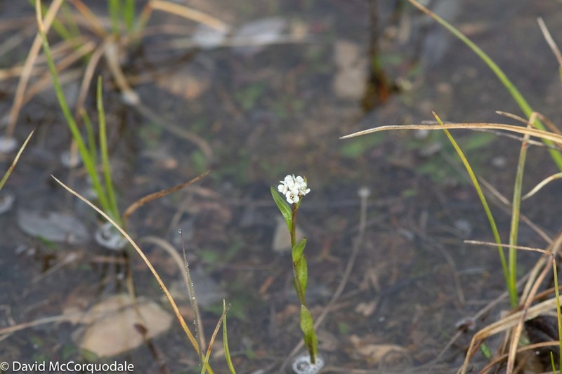 Edwards' Mock Wallflower photo 5