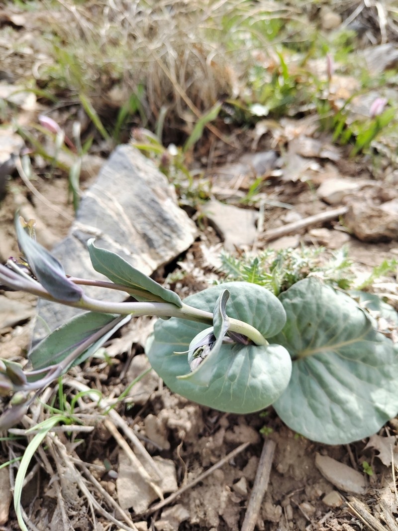 Eutrema renifolium