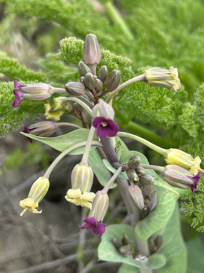 Eutrema renifolium photo 3