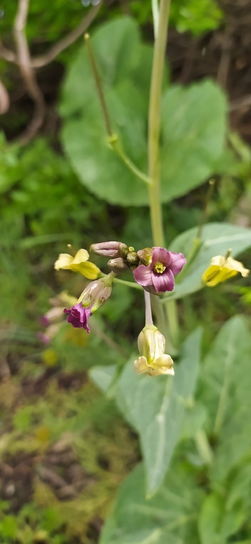 Eutrema renifolium photo 4