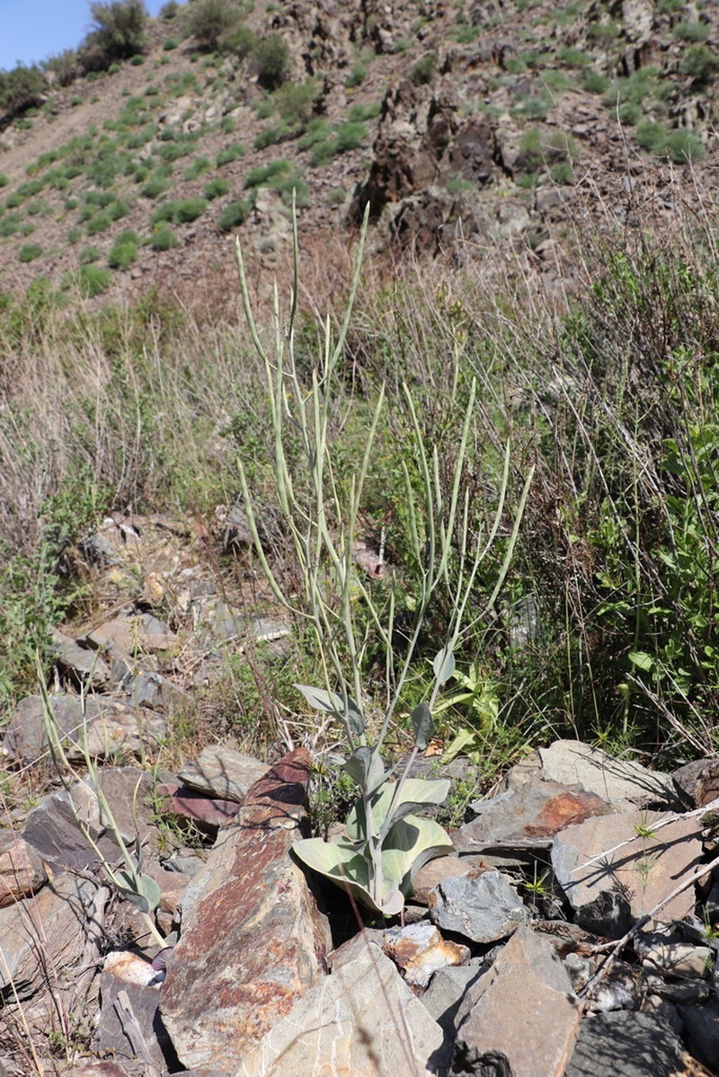 Eutrema renifolium photo 5
