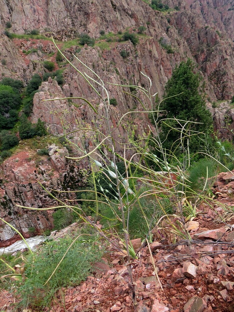 Eutrema renifolium photo 6