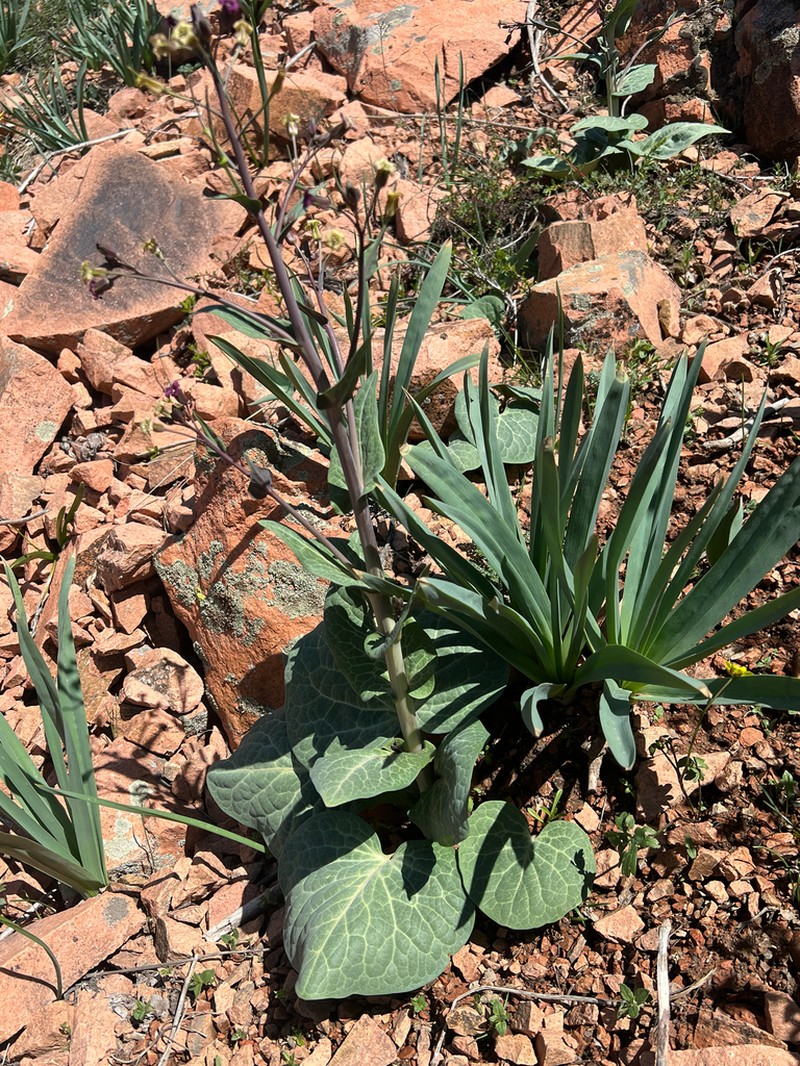 Eutrema renifolium photo 7