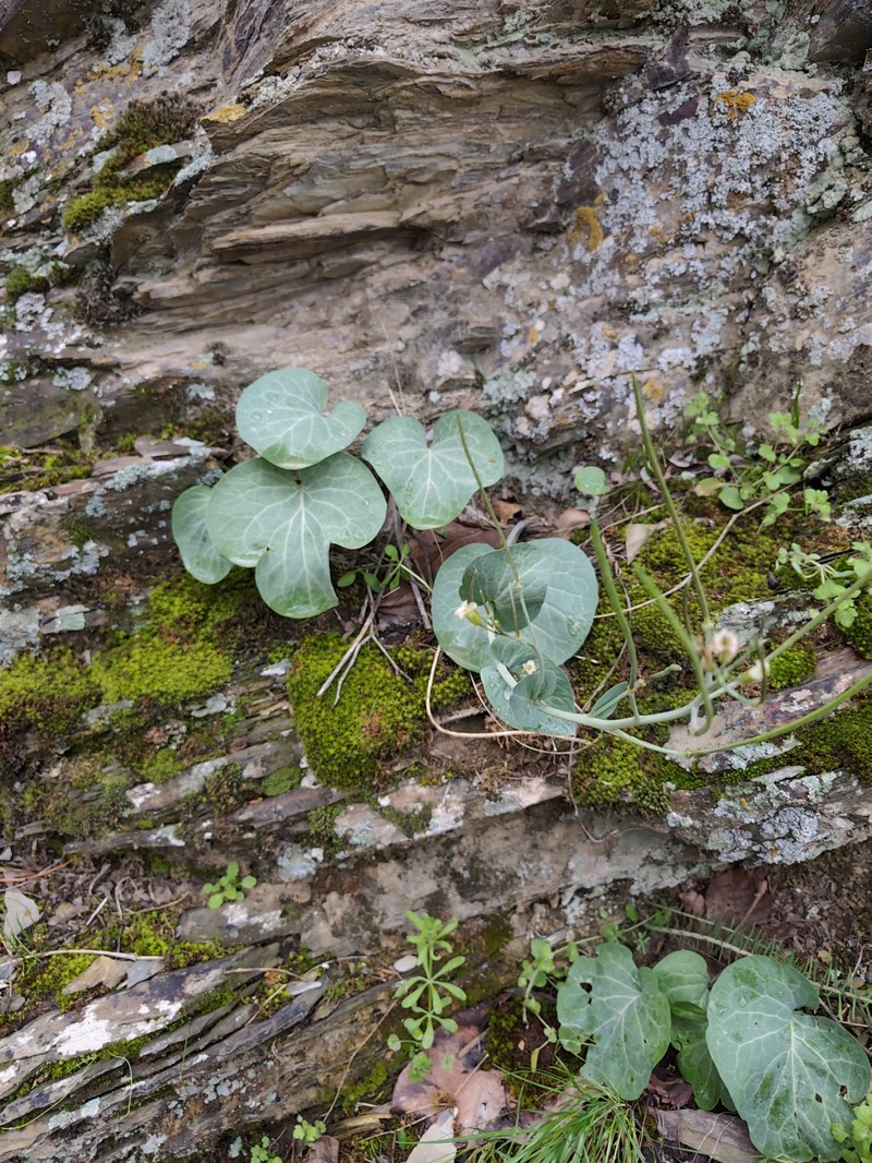 Eutrema renifolium photo 8