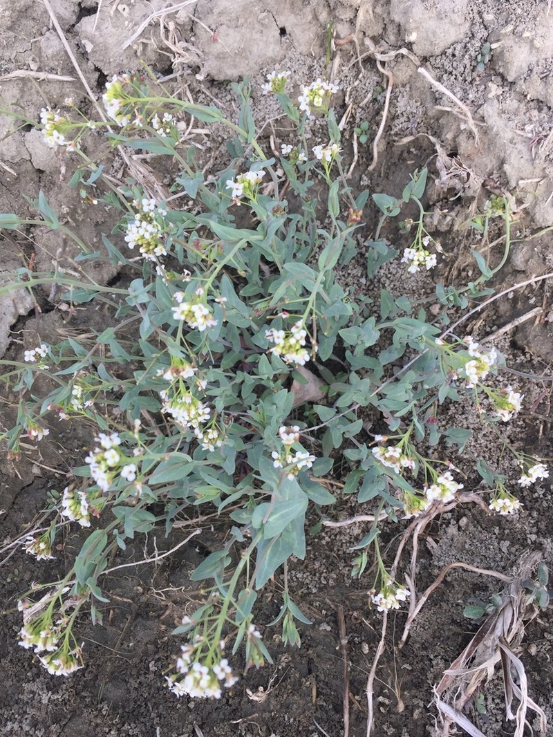 Saltwater Cress