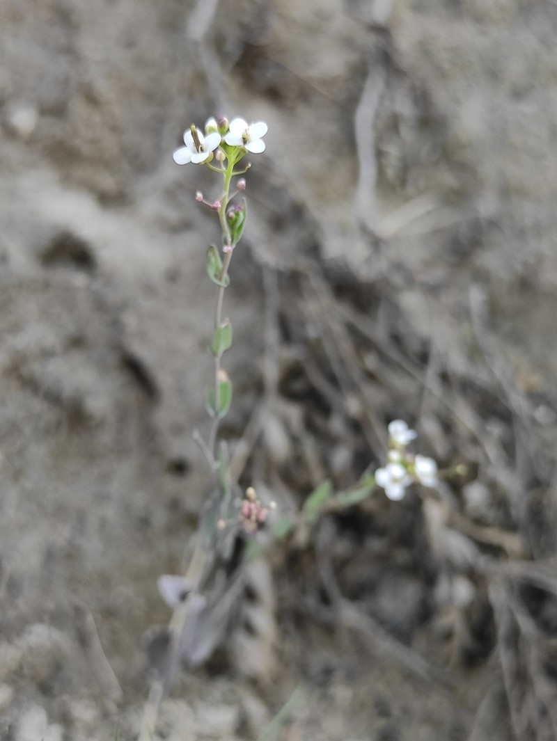 Saltwater Cress photo 3