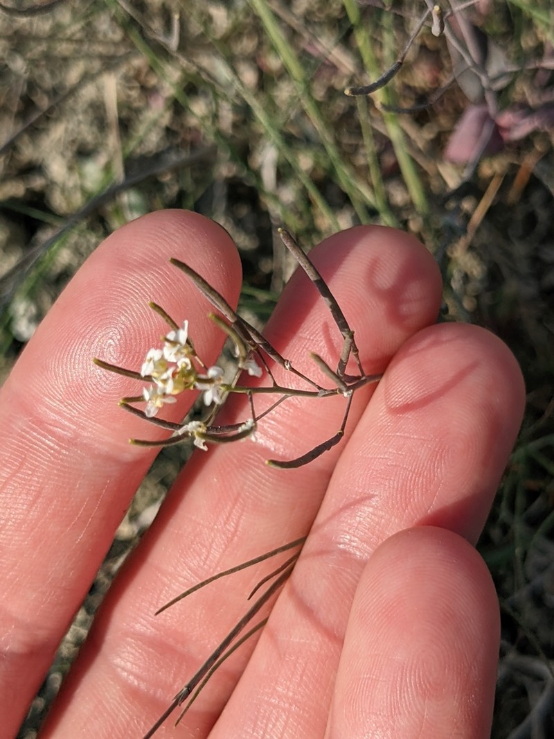 Saltwater Cress photo 4
