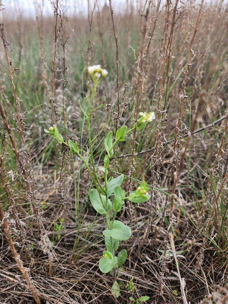 Saltwater Cress photo 5