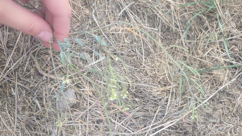 Saltwater Cress photo 8