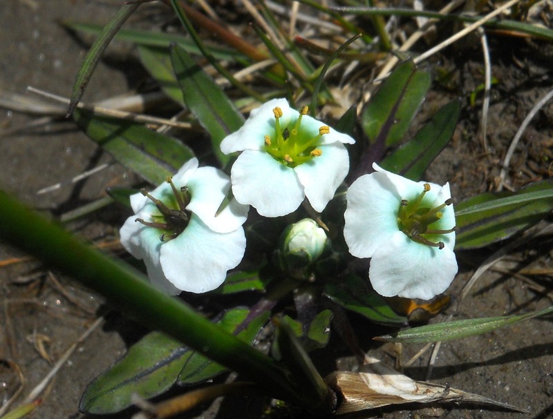 Eutrema scapiflorum