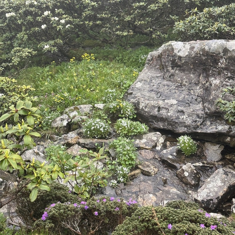 Eutrema scapiflorum photo 3