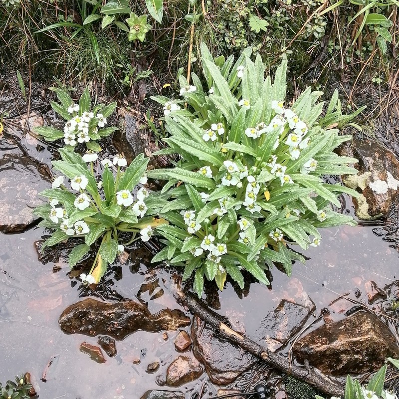 Eutrema scapiflorum photo 4