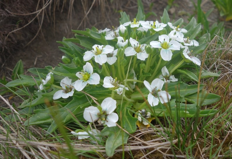Eutrema scapiflorum photo 5