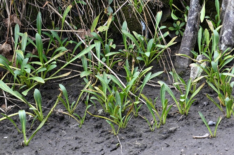 Eutrema scapiflorum photo 6