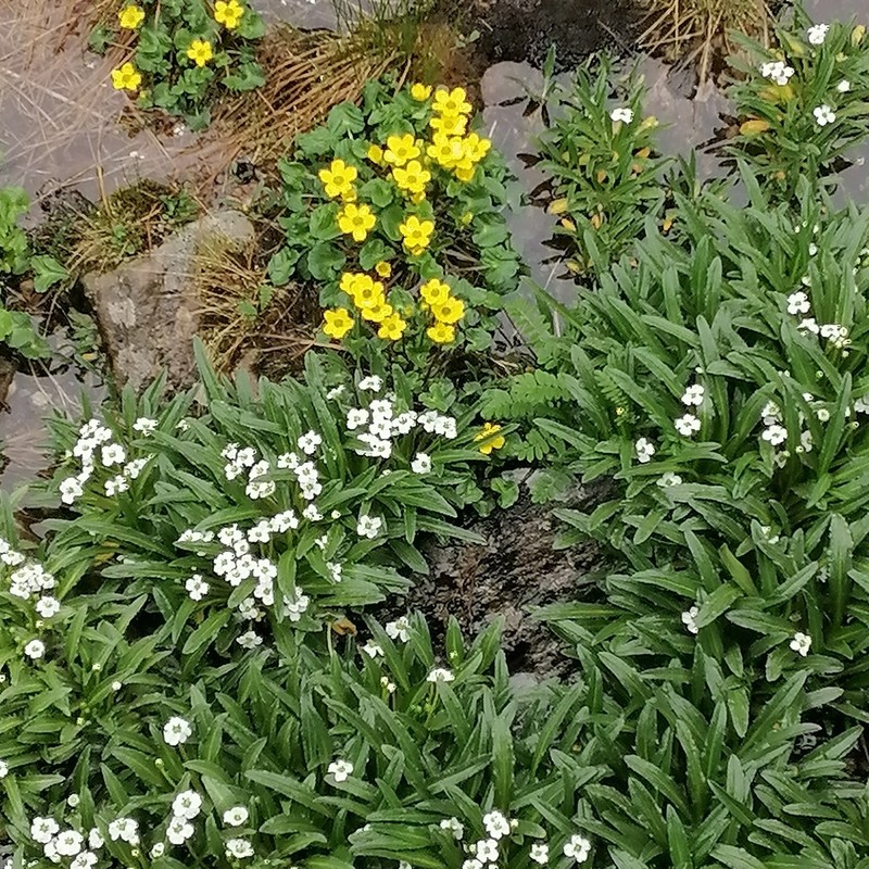 Eutrema scapiflorum photo 7