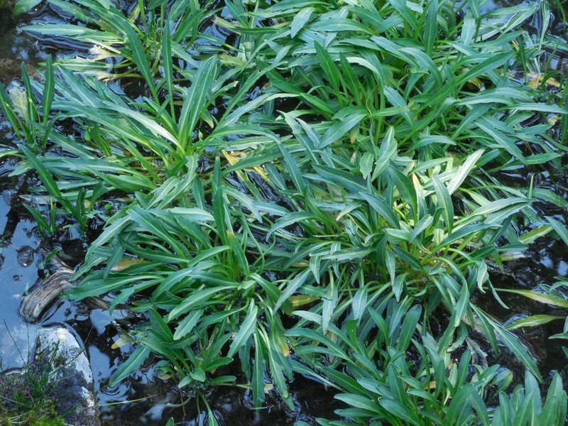 Eutrema scapiflorum photo 8