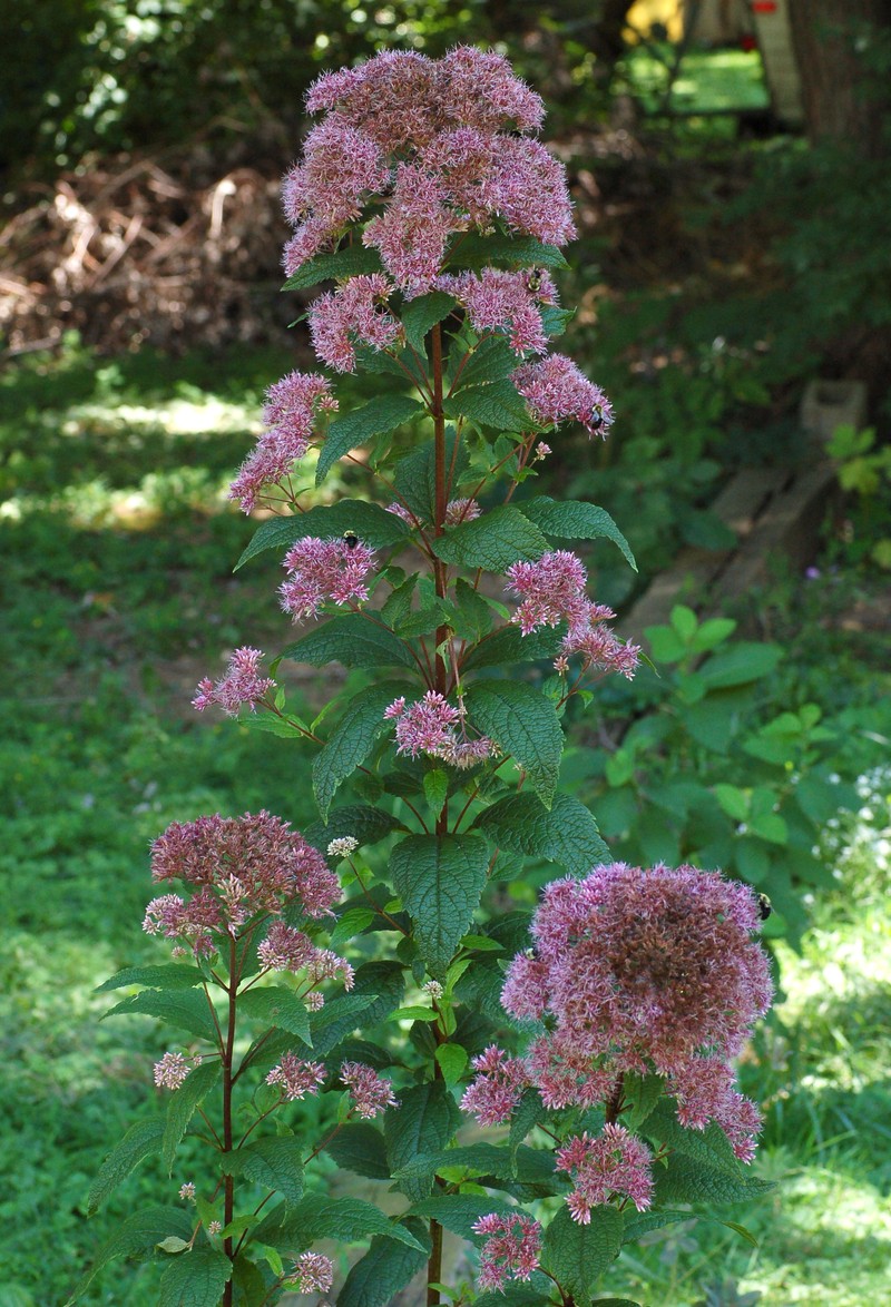 Coastal Plain Joe Pye Weed