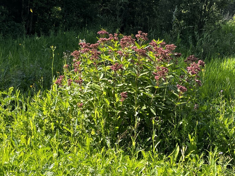 Eutrochium maculatum var. bruneri
