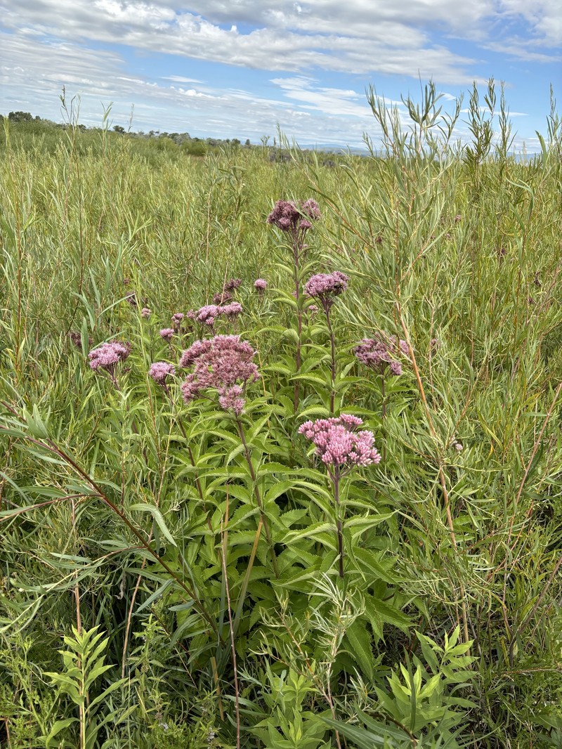 Eutrochium maculatum var. bruneri photo 2