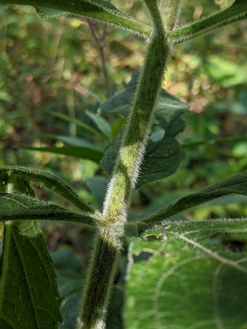 Eutrochium maculatum var. bruneri photo 3