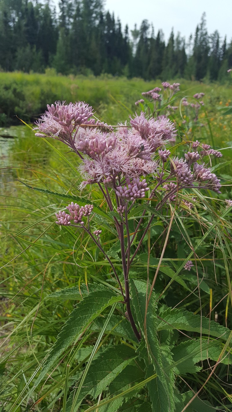Eutrochium maculatum var. bruneri photo 4