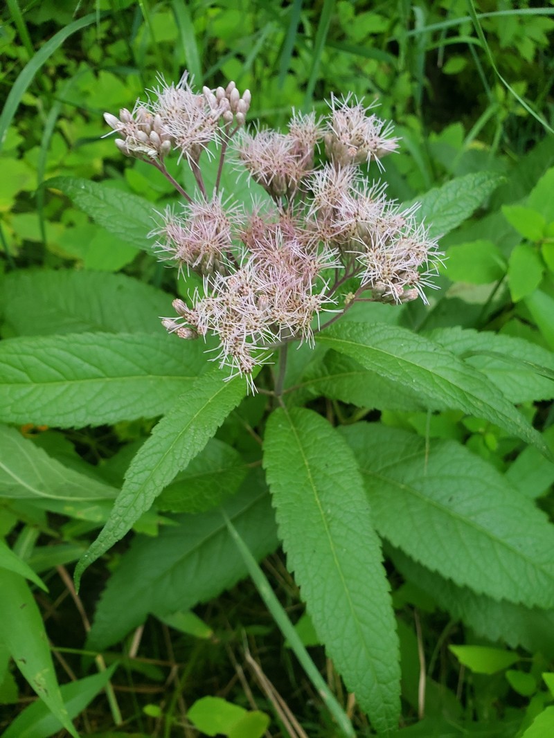 Eutrochium maculatum var. bruneri photo 5